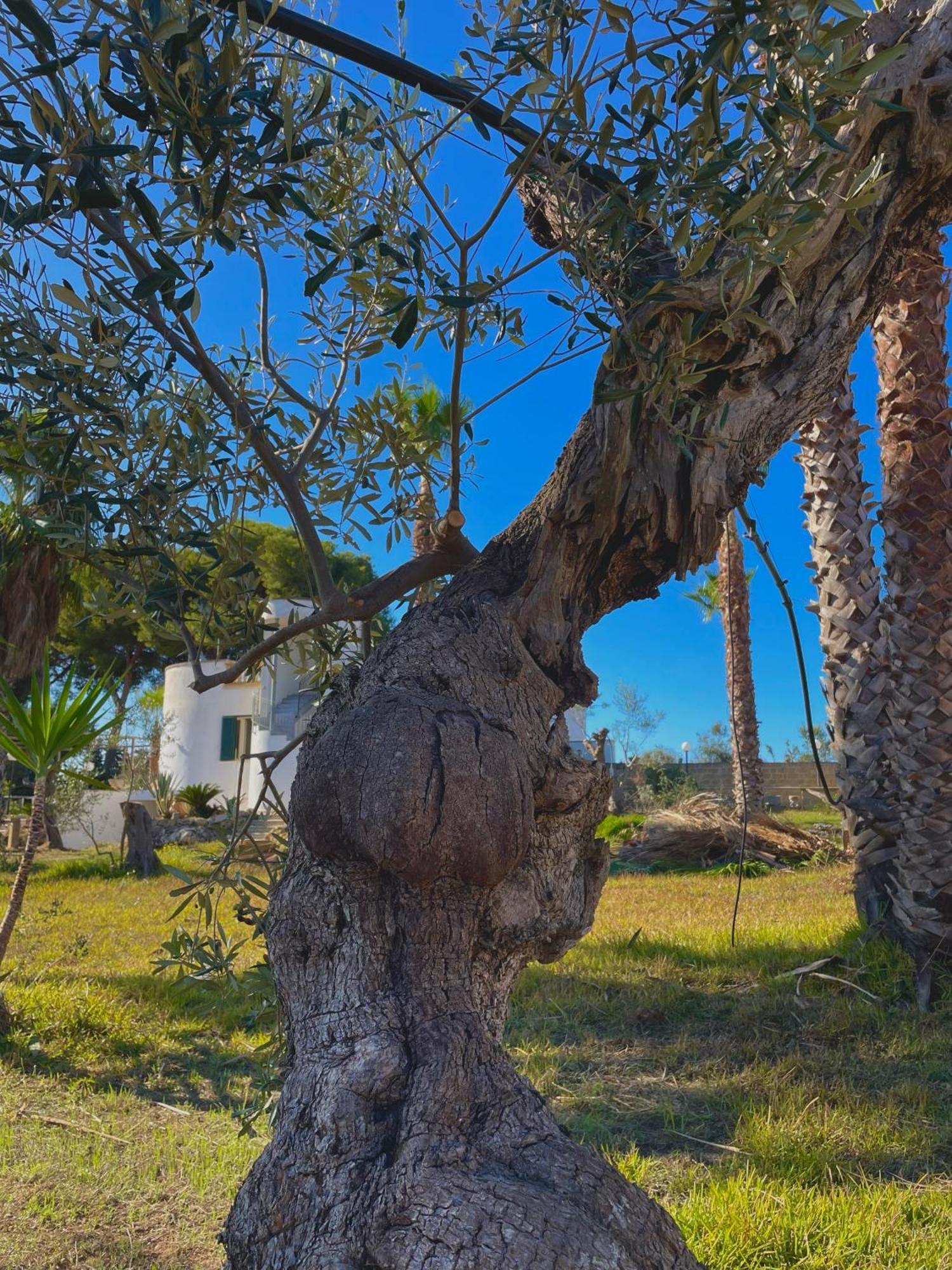 Tenuta Kalos Gallipoli Extérieur photo